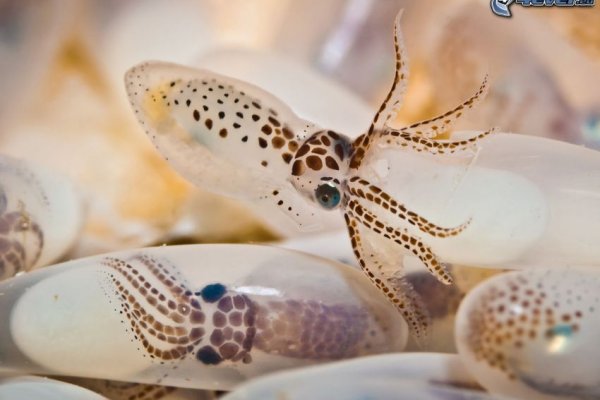 Кракен ссылка kraken